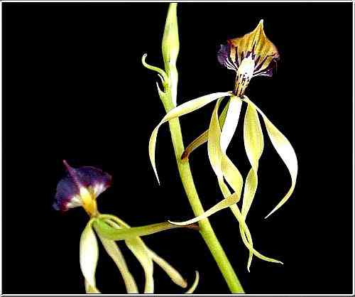 Encyclia cochleata